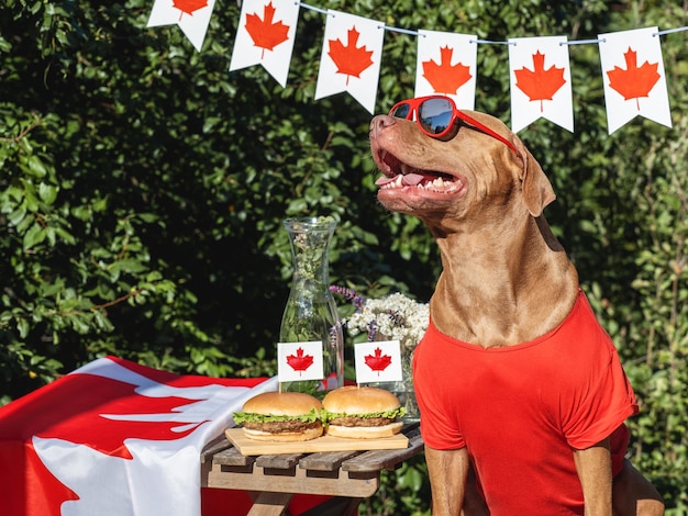 Foto perro lindo bandera canadiense y dos deliciosas hamburguesas