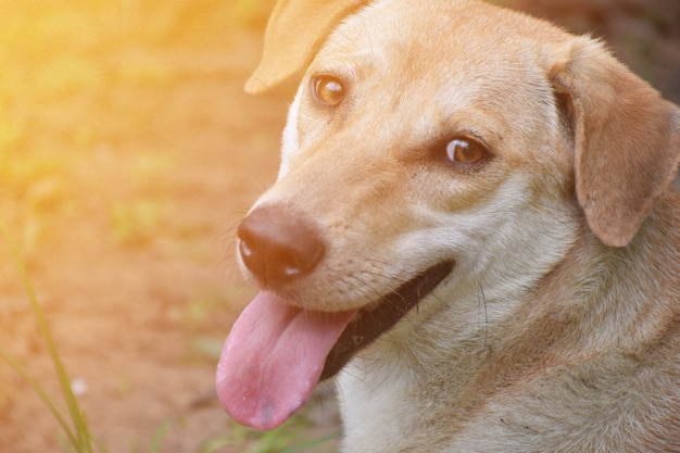 perro lindo blanco sonriendo y mirando