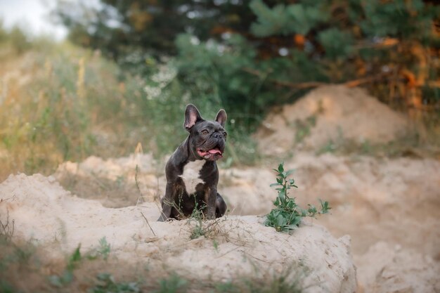 Perro lindo bulldog francés azul