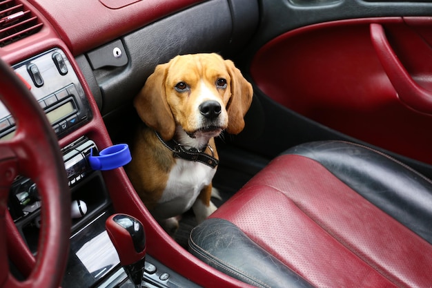 Perro lindo divertido en coche