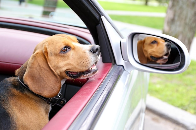 Perro lindo divertido en coche