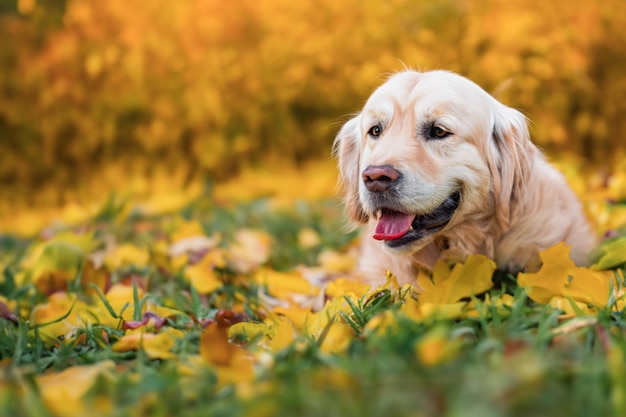 Perro lindo doméstico en un paseo en el parque Perro en el parque de otoño Cuidado de animales Un perro feliz está jugando en el parque Copiar espacio