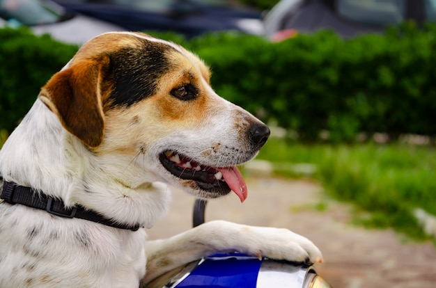 Perro lindo con la lengua fuera.