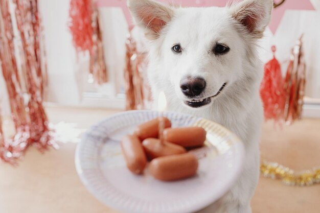 Perro lindo mirando el pastel de salchicha de cumpleaños con velas en la sala festiva celebrando el primer cumpleaños