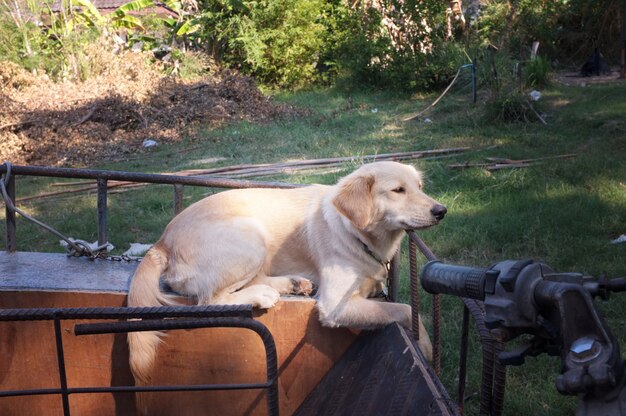 Perro lindo en una moto sidecar.