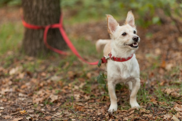Perro lindo con orejas grandes atadas por una correa a un árbol en un bosque o parque de otoño El perro mascota está esperando al dueño