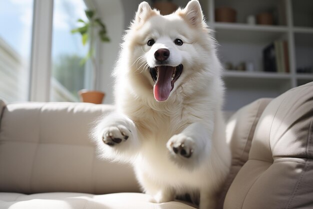 Foto perro lindo tendido en el sofá en casa en primer plano mascota amigable