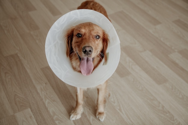 Foto perro lleva cono de plástico