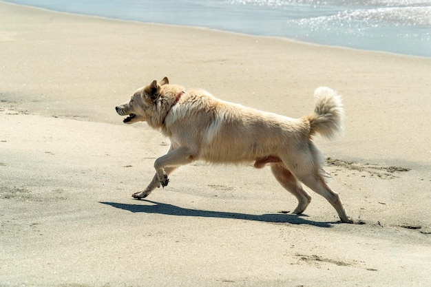 Perro lobo blanco divirtiéndose en la playa