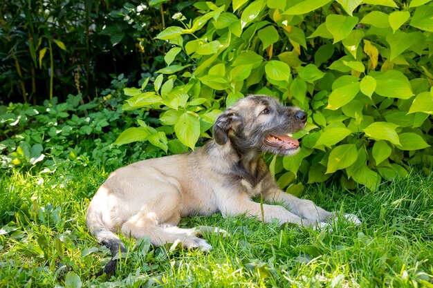 Perro lobo irlandés de tres meses en el jardín. El cachorro de raza el perro lobo irlandés descansa sobre una hierba verde en el patio.