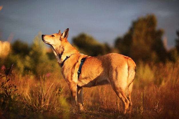 Perro lobo leal mirando hacia otro lado y parado en la hierba mientras olfatea aire en el prado por la noche