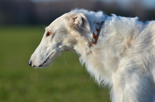 Perro lobo ruso blanco