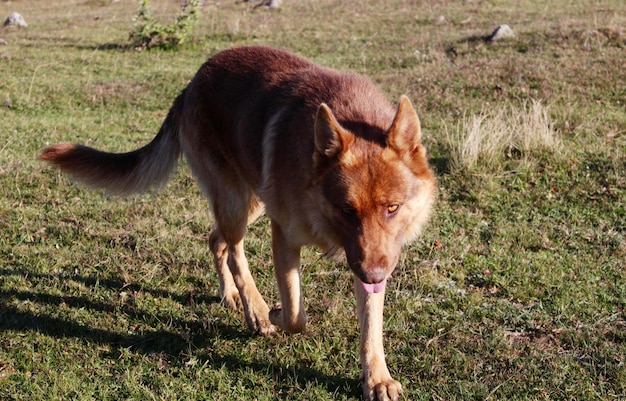 Perro lobo salvaje en la naturaleza