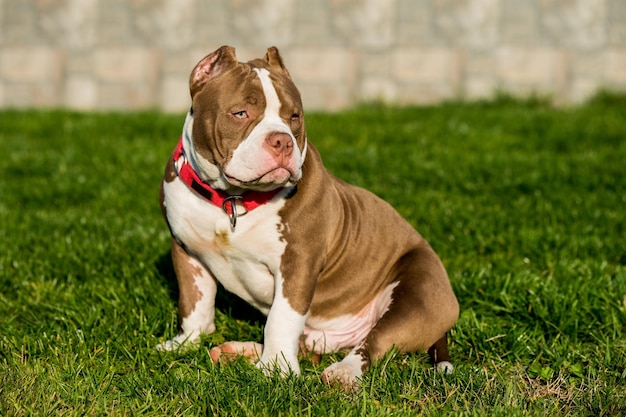 El perro macho bully americano de color chocolate está en la hierba verde