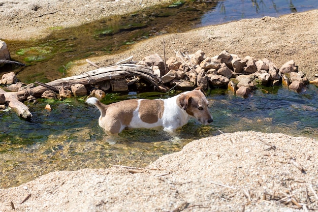 El perro macho Jack russell terrier bebe agua en un arroyo en un caluroso día de verano