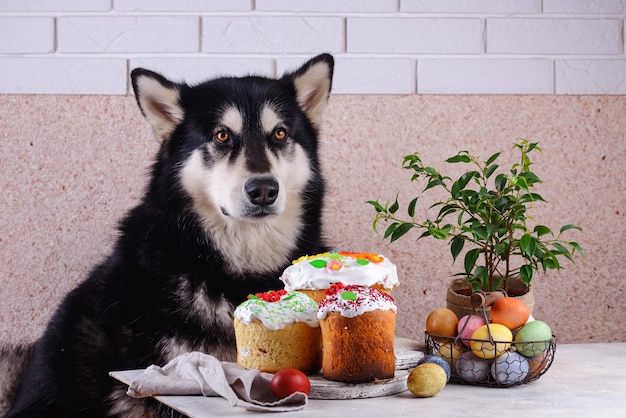 Perro malamute de alaska cerca de pastel de pascua kulich