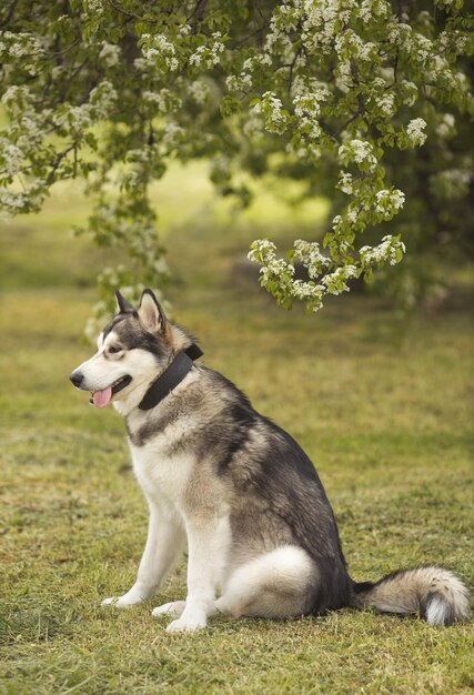 Perro malamute de Alaska de pie sobre la hierba en el prado de primavera