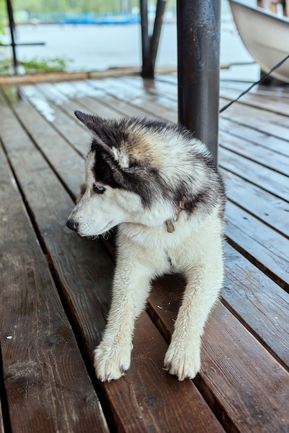 El perro malamute de Alaska yace en un muelle de madera
