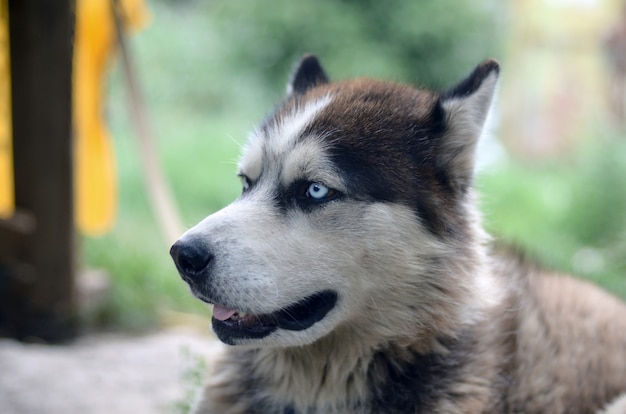 Perro malamute ártico con ojos azules