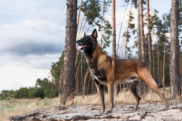 El perro malinois se para en el bosque frente a un cielo nublado