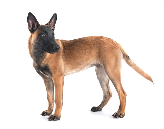 Foto perro malinois en el estudio