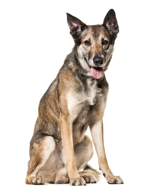 Perro Malinois sentado y jadeando