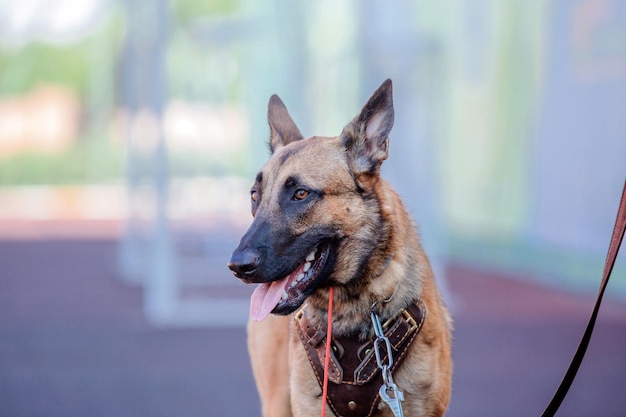 Perro malinois de trabajo. perro pastor belga. policía, perro guardián