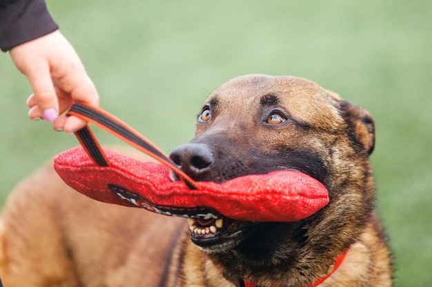 Perro malinois de trabajo. perro pastor belga. policía, perro guardián