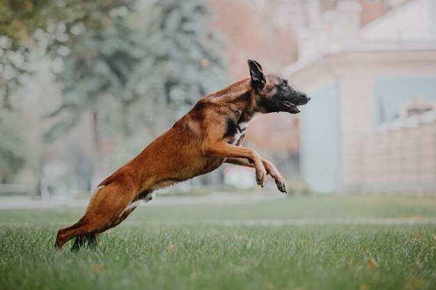 Foto perro malinois de trabajo. perro pastor belga. policía, perro guardián