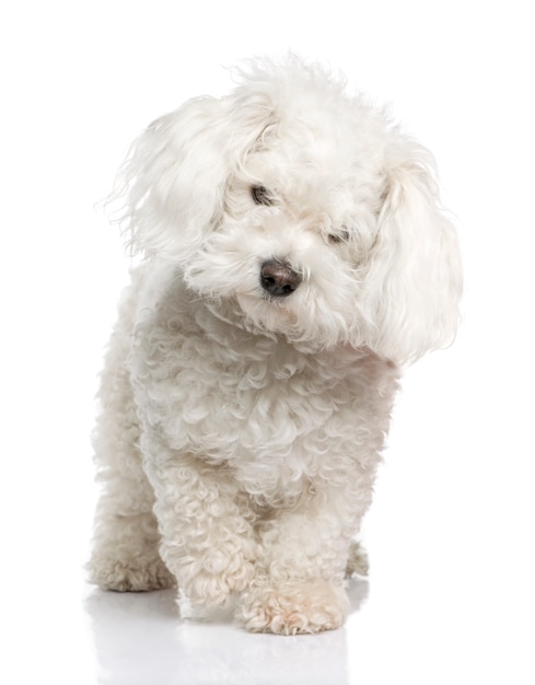 Perro maltés con 3 años. Retrato de perro aislado