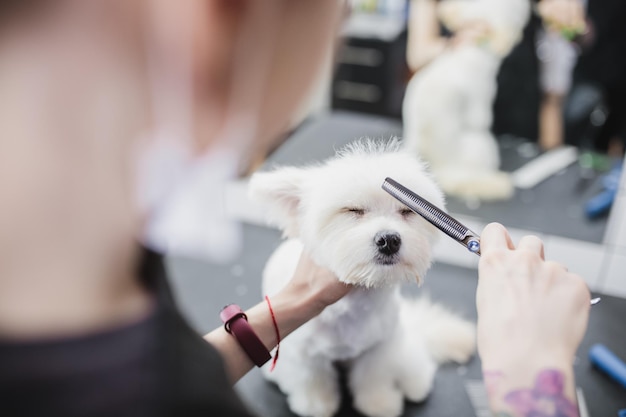 Perro maltés aseo perro corte de pelo ayudando a animales foto de alta calidad