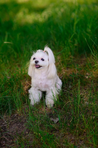 Perro maltés blanco en la hierba, perro de compañía