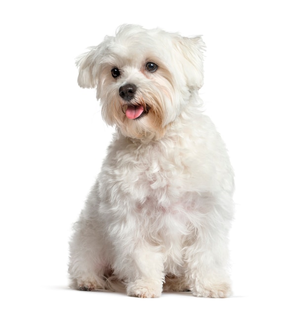Perro maltés blanco, jadeando y sentado, aislado en blanco