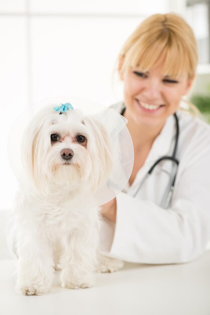 Perro maltés en el consultorio del médico