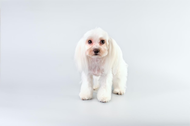 Perro maltés con grandes ojos encantadores después de arreglarse en un fondo claro