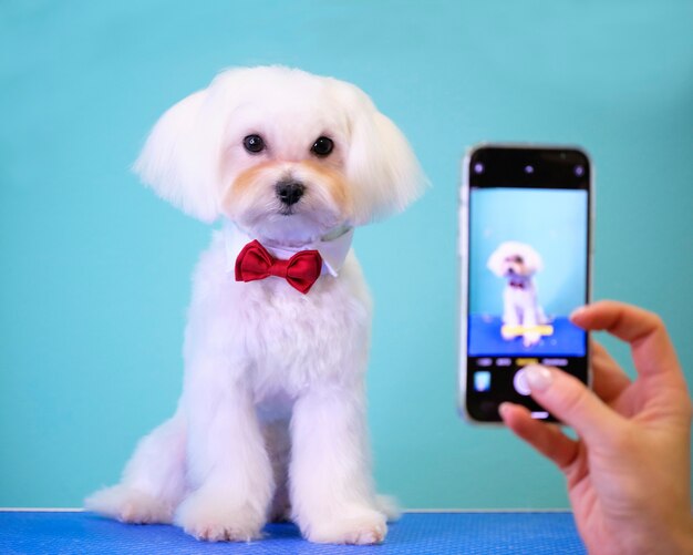 Foto perro maltés con una mariposa roja en el cuello posa en la cámara de un teléfono.