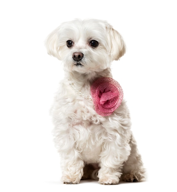 Foto perro maltés en moda rosa sentada contra el fondo blanco.