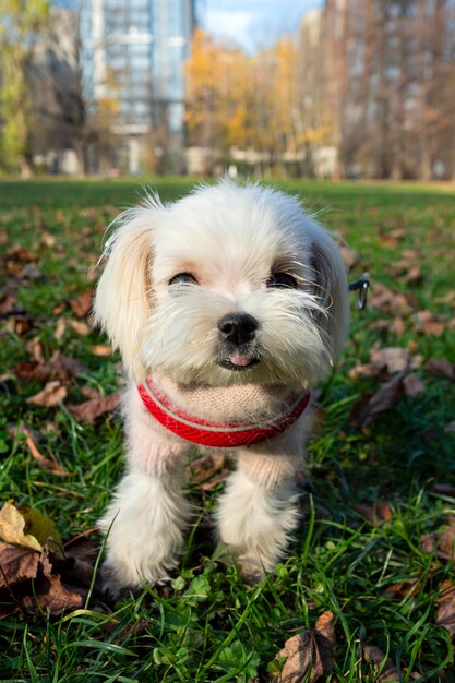 Perro maltés paseando por el parque. Fondo con espacio de copia.