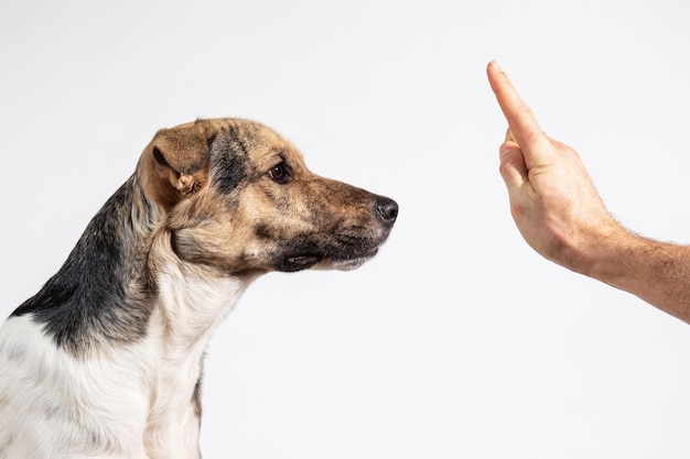 Perro y mano humana sobre fondo gris