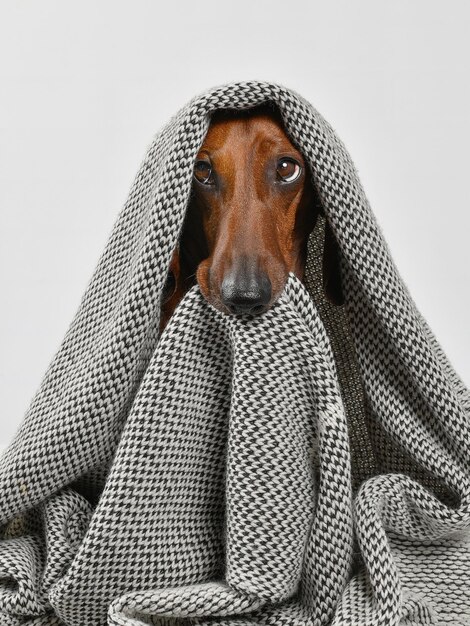 un perro con una manta cubriendo su cabeza