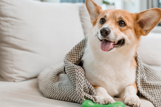 Perro en manta en sofá con juguete