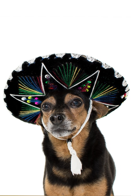 Perro mariachi mexicano con una gorra tradicional para carnaval