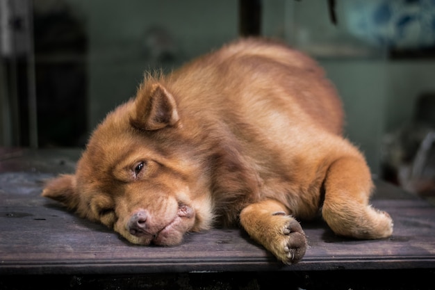 Perro marrón acostado sobre la mesa