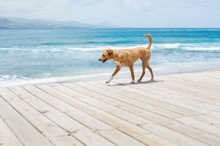 Perro marrón caminando por la avenida junto al mar azul. Hora de verano.