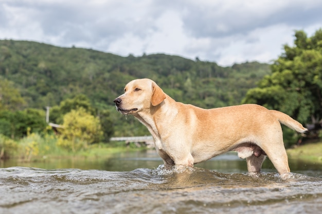 Un perro marrón caminando sobre el río en el pueblo de Kiriwong, Tailandia