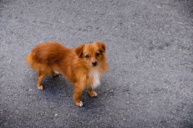 Perro marrón chihuahua en la calle.