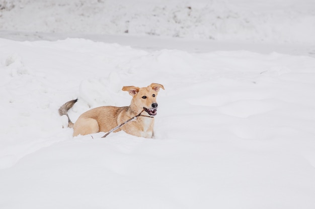 Perro marrón claro que juega con un palillo en la nieve en un bosque