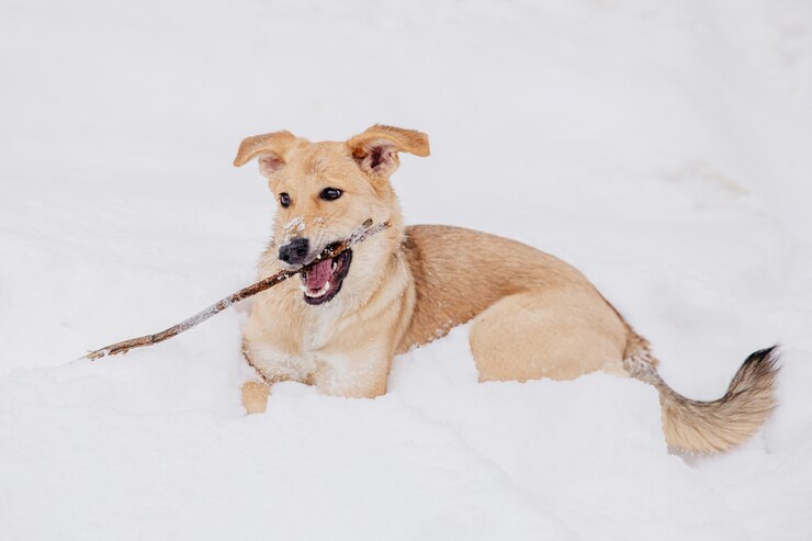 Perro marrón claro que juega con un palillo en la nieve en un bosque