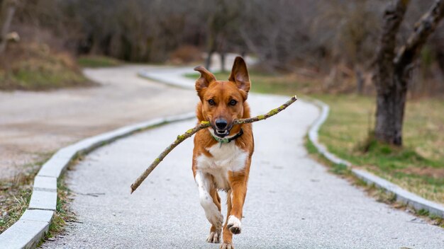 Foto perro marrón corriendo alegremente con un palo en la boca.