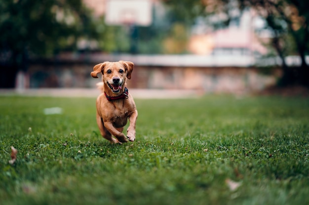 Perro marrón corriendo sobre la hierba